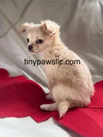 Miles, a male Chihuahua for sale in Saint Louis, MO – Photo 4 of 10