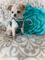 Miles, a male Chihuahua for sale in Saint Louis, MO – Photo 6 of 10