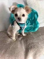 Miles, a male Chihuahua for sale in Saint Louis, MO – Photo 3 of 10