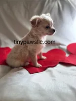 Miles, a male Chihuahua for sale in Saint Louis, MO – Photo 7 of 10