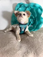 Miles, a male Chihuahua for sale in Saint Louis, MO – Photo 4 of 10