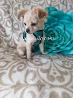 Miles, a male Chihuahua for sale in Saint Louis, MO – Photo 5 of 10