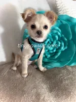 Miles, a male Chihuahua for sale in Saint Louis, MO – Photo 1 of 10