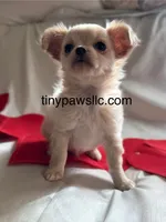 Miles, a male Chihuahua for sale in Saint Louis, MO – Photo 2 of 10