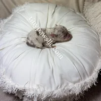 Olivia , a female Chihuahua for sale in Saint Louis, MO – Photo 7 of 10