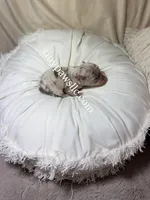 Olivia , a female Chihuahua for sale in Saint Louis, MO – Photo 7 of 10