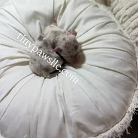 Olivia , a female Chihuahua for sale in Saint Louis, MO – Photo 4 of 10