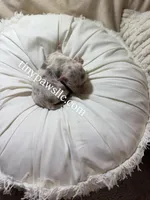 Olivia , a female Chihuahua for sale in Saint Louis, MO – Photo 4 of 10