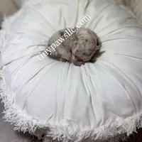 Olivia , a female Chihuahua for sale in Saint Louis, MO – Photo 1 of 10