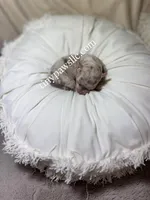 Olivia , a female Chihuahua for sale in Saint Louis, MO – Photo 1 of 10