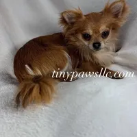 Olivia , a female Chihuahua for sale in Saint Louis, MO – Photo 8 of 10