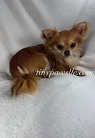 Olivia , a female Chihuahua for sale in Saint Louis, MO – Photo 8 of 10