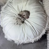 Olivia , a female Chihuahua for sale in Saint Louis, MO – Photo 2 of 10