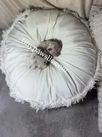 Olivia , a female Chihuahua for sale in Saint Louis, MO – Photo 2 of 10