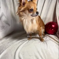 Olivia , a female Chihuahua for sale in Saint Louis, MO – Photo 9 of 10