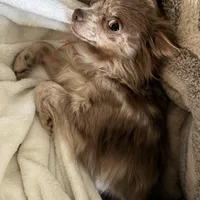 Olivia , a female Chihuahua for sale in Saint Louis, MO – Photo 10 of 10