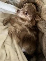 Olivia , a female Chihuahua for sale in Saint Louis, MO – Photo 10 of 10