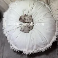 Olivia , a female Chihuahua for sale in Saint Louis, MO – Photo 3 of 10