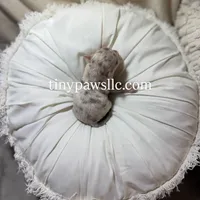 Olivia , a female Chihuahua for sale in Saint Louis, MO – Photo 6 of 10