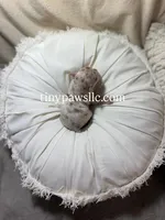 Olivia , a female Chihuahua for sale in Saint Louis, MO – Photo 6 of 10