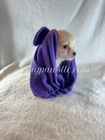 Tatum, a female Chihuahua for sale in Saint Louis, MO – 6 of 10