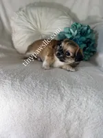 Ryder, a male Chihuahua for sale in Saint Louis, MO – 4 of 8