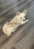 Didi , a female Chihuahua for sale in Saint Louis, MO – 7 of 9