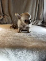 Vivian , a female Chihuahua for sale in Saint Louis, MO – 2 of 9