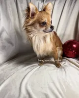 Thatcher, a male Chihuahua for sale in Saint Louis, MO – 10 of 10