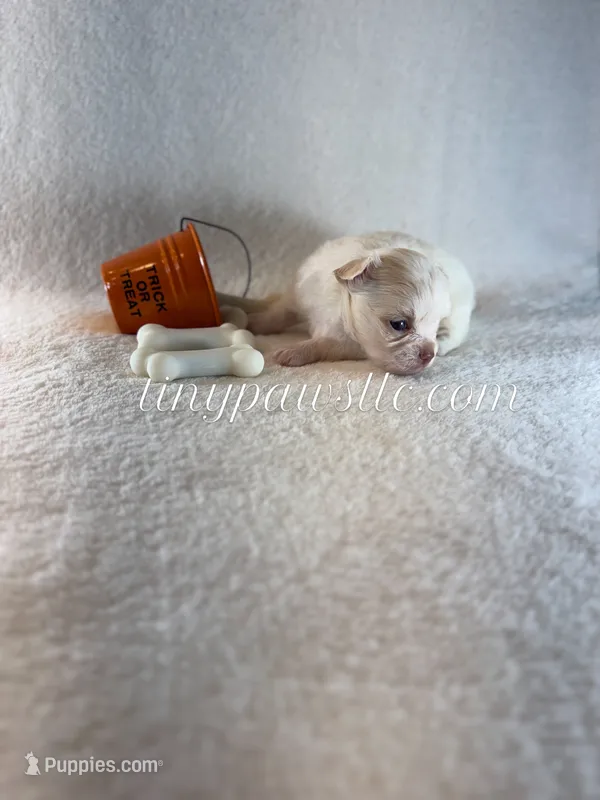 Dawson  – Chihuahua puppy for sale in Saint Louis, MO