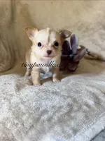 Victor , a male Chihuahua for sale in Saint Louis, MO – 6 of 9