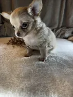 Vivian , a female Chihuahua for sale in Saint Louis, MO – 3 of 9