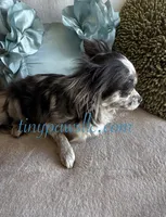 Reyna , a female Chihuahua for sale in Saint Louis, MO – 9 of 9