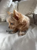 Lana, a female Chihuahua for sale in Saint Louis, MO – Photo 5 of 10