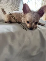 Lana, a female Chihuahua for sale in Saint Louis, MO – Photo 4 of 10