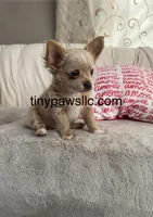 Lana, a female Chihuahua for sale in Saint Louis, MO – Photo 9 of 10