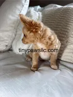 Lana, a female Chihuahua for sale in Saint Louis, MO – Photo 3 of 10