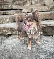 Lana, a female Chihuahua for sale in Saint Louis, MO – Photo 7 of 10