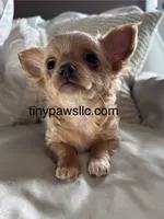 Lana, a female Chihuahua for sale in Saint Louis, MO – Photo 2 of 10