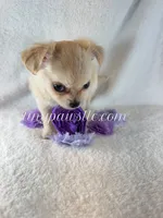 Tatum, a female Chihuahua for sale in Saint Louis, MO – 1 of 10
