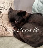 Walter, a male Chihuahua for sale in Saint Louis, MO – 10 of 10