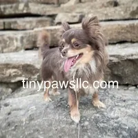 Lana, a female Chihuahua for sale in Saint Louis, MO – Photo 8 of 10