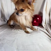 Lana, a female Chihuahua for sale in Saint Louis, MO – Photo 10 of 10