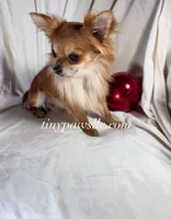 Lana, a female Chihuahua for sale in Saint Louis, MO – Photo 10 of 10