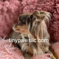 Lana, a female Chihuahua for sale in Saint Louis, MO – Photo 7 of 10