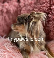 Lana, a female Chihuahua for sale in Saint Louis, MO – Photo 7 of 10