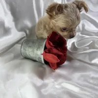 Lana, a female Chihuahua for sale in Saint Louis, MO – Photo 3 of 10