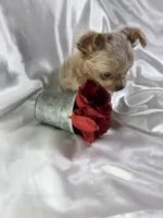 Lana, a female Chihuahua for sale in Saint Louis, MO – Photo 3 of 10