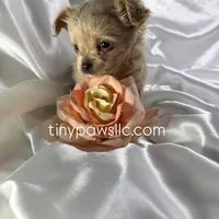 Lana, a female Chihuahua for sale in Saint Louis, MO – Photo 4 of 10