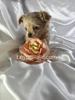 Lana, a female Chihuahua for sale in Saint Louis, MO – Photo 4 of 10